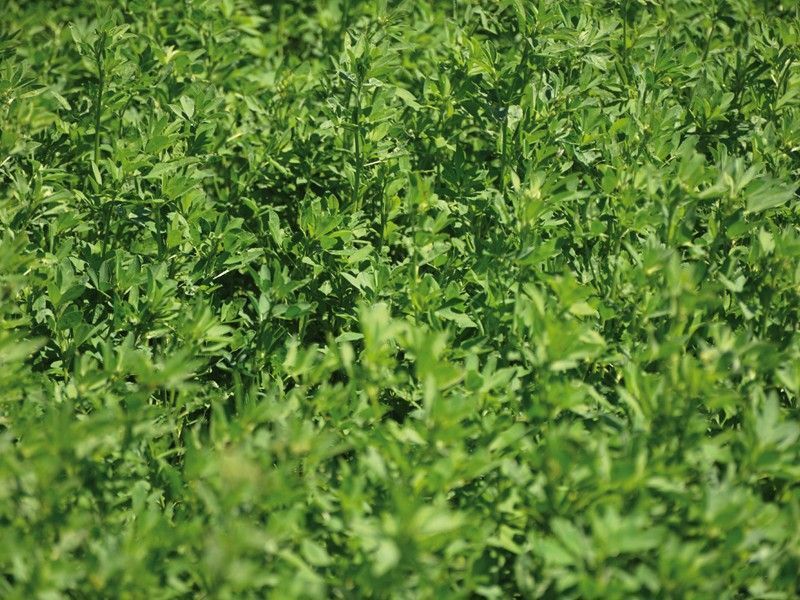 Alfalfa - Giulia
