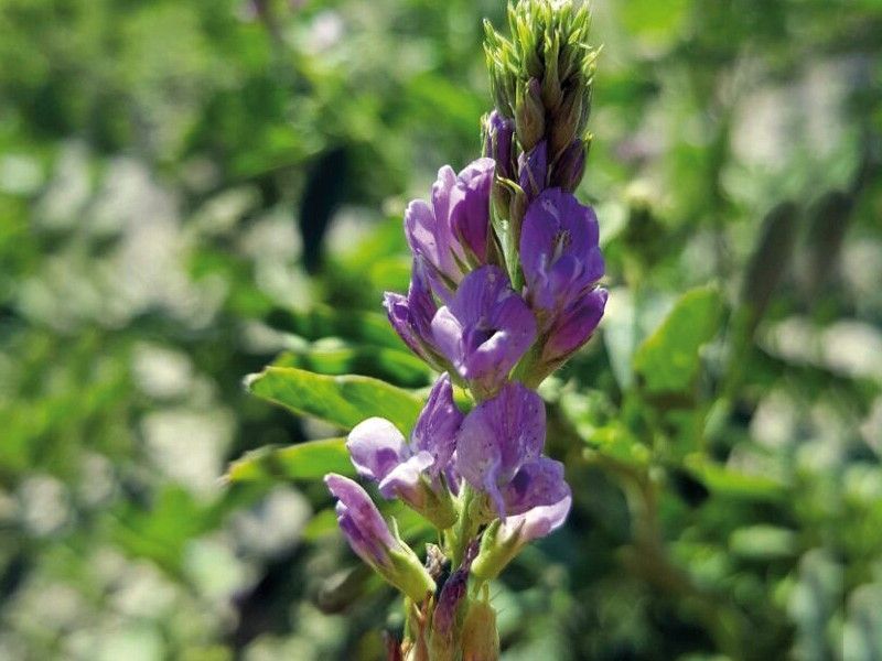 Alfalfa - Giulia